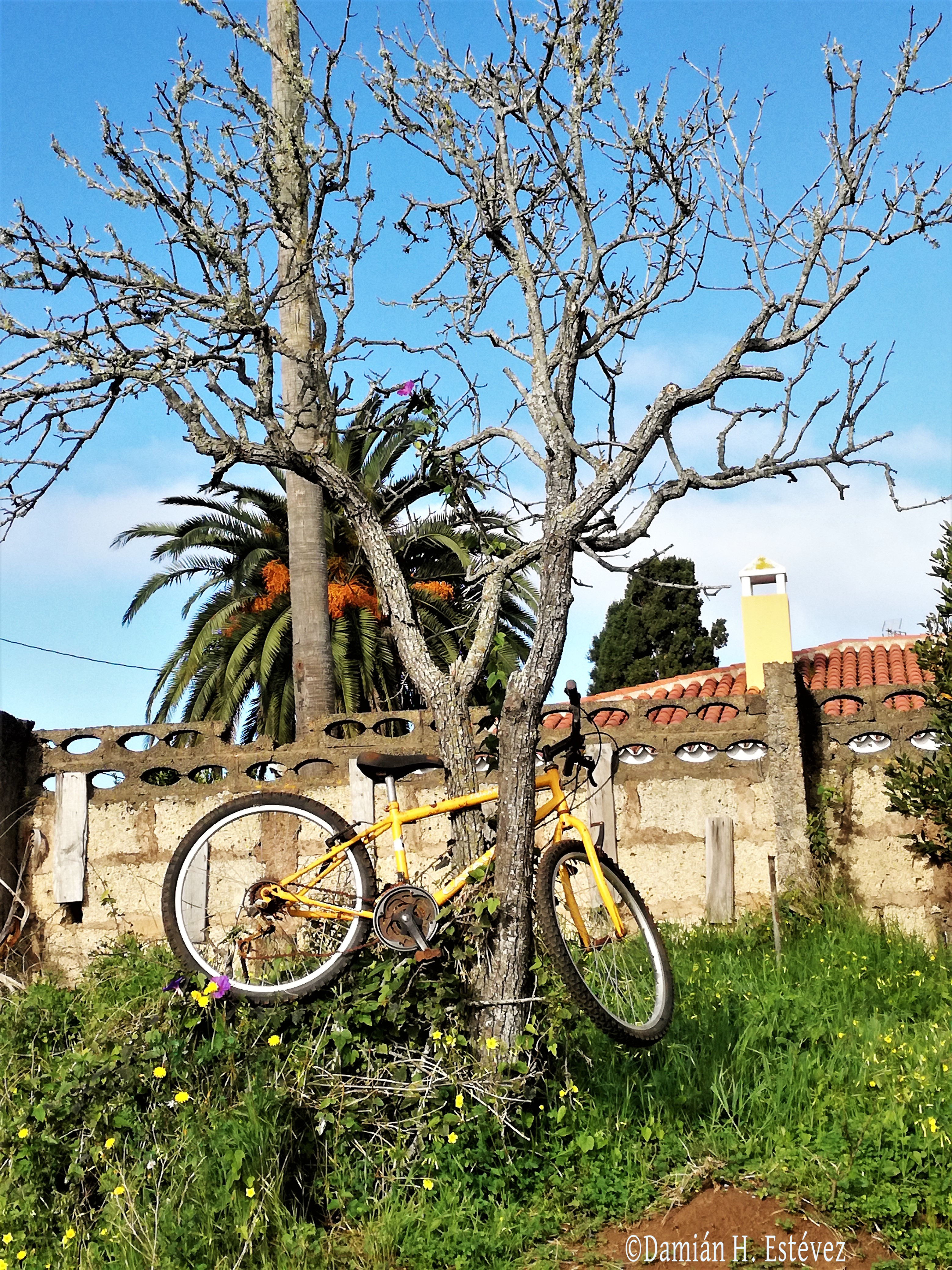 Un árbol con un extraño fruto en un descampado de Guamasa.